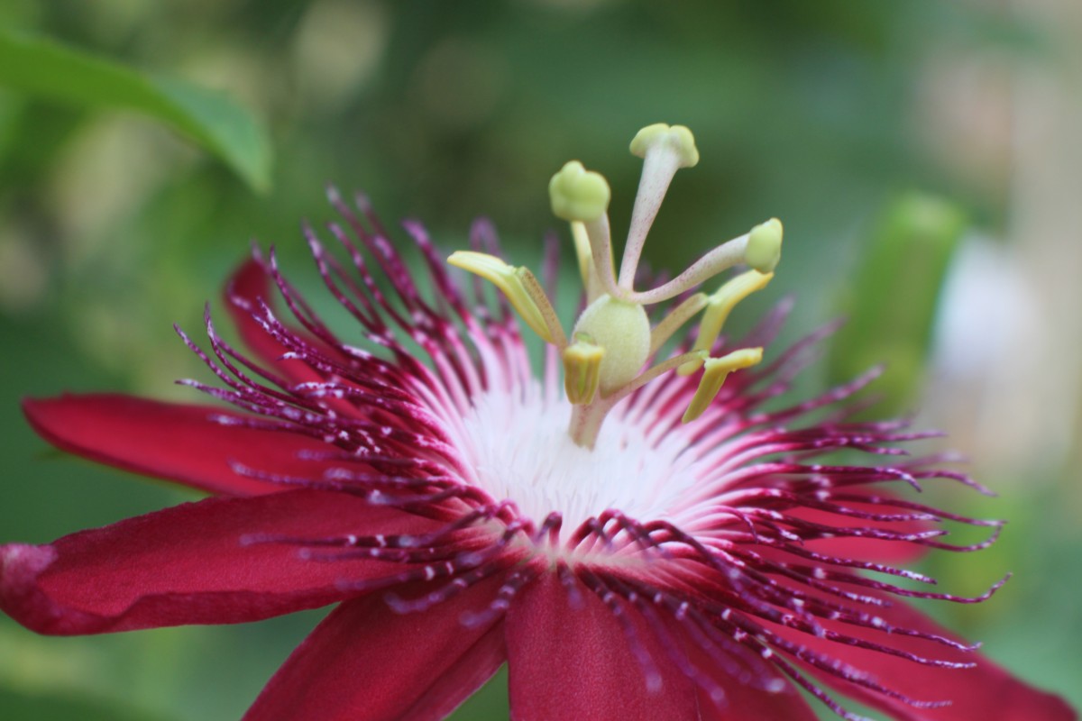 Passiflora 'Lady Margaret'